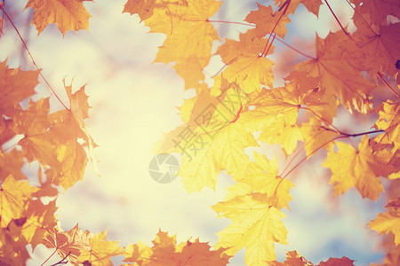 黄色的枫叶秋在阳光的映衬下熠生辉图片