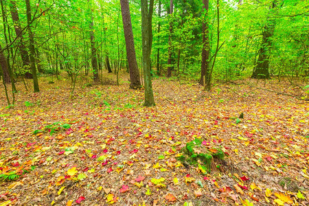 秋天的森林景观有很多落叶地秋天图片