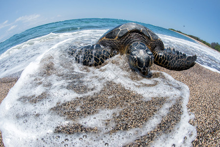 绿海龟在夏威夷大岛的沙滩上放松图片