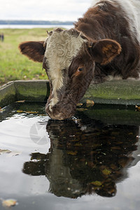 牛排在秋天草原的饮用水中一个饮用槽图片