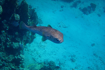 刺猬鱼在埃及的蓝色大海中游泳图片