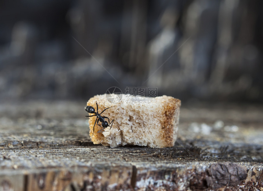 木头中的大蚂蚁图片