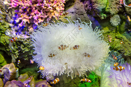 珊瑚动物群中的小丑鱼图片