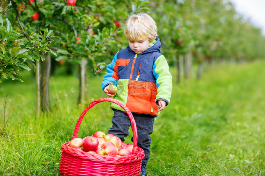 有趣的小男孩带着大红色篮子在户外的果园里采摘和吃红苹果孩子玩园艺和收获生活方式有机食图片