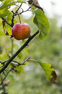 树枝上成熟的苹果图片