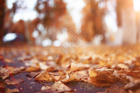 公园里的风景秋天路径图片