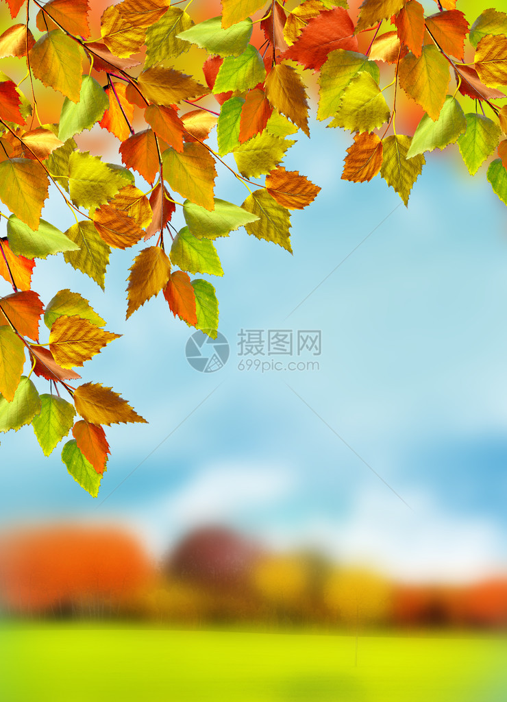 秋叶金秋风景图片