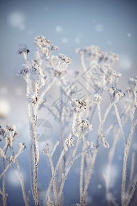 冬天雪地里的干燥植物被太阳照亮了图片