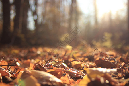 秋天森林景观的早晨图片