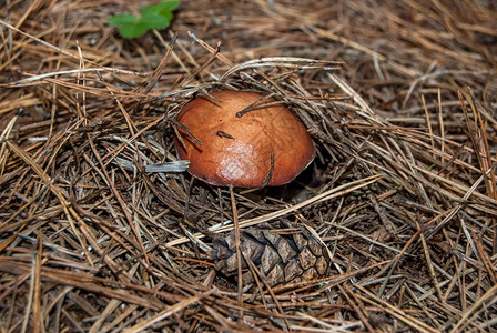 干松针间的蘑菇图片