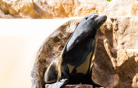动物园里的海狮坐在圆木上的海狮图片