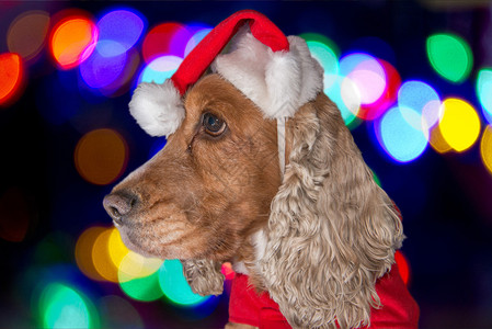 在Xmas树背景上穿着圣诞小狗图片