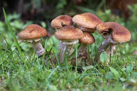生长在地面和树木上的各种野生蘑菇图片