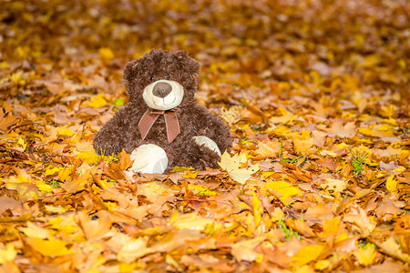 秋天森林里的一只棕色小泰迪熊图片