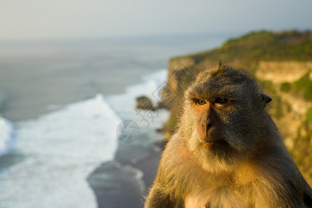 前景中一只的沉思猴子栖息在悬崖栖息处图片