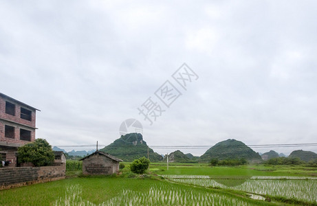 广西农场用稻田种植图片