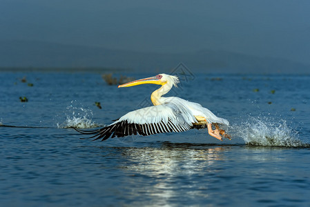 大鹈鹕飞越奈瓦沙湖沿岸图片