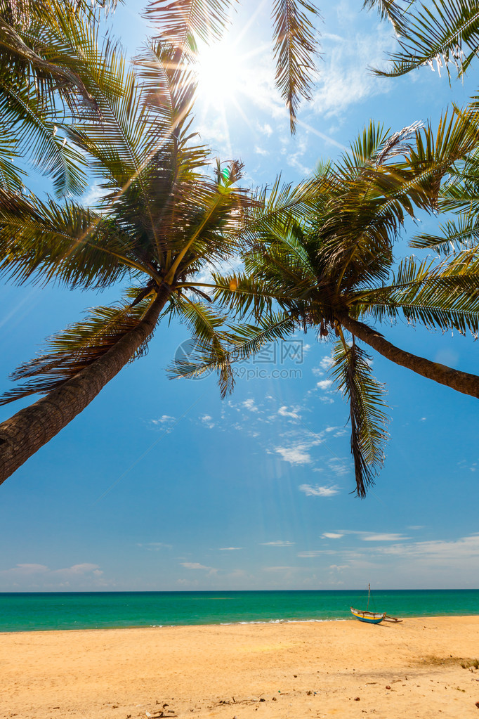 斯里兰卡热带海岸的棕榈图片