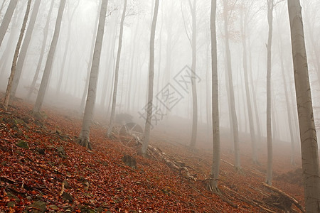 秋天有雾的森林图片