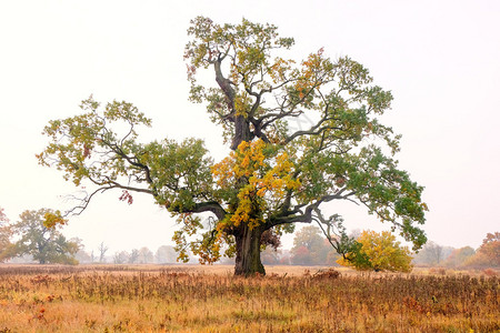 田野中美丽的秋树图片