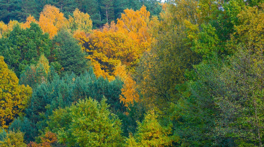 湖边的秋天森林景色很美图片