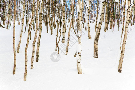 白雪皑的白桦林冬季水平框架图片