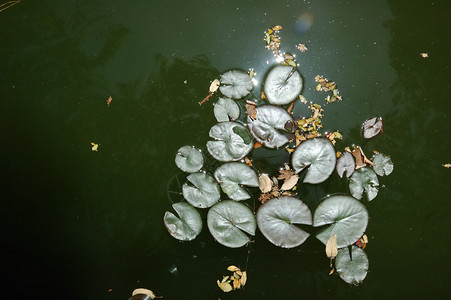 有蕨叶的睡莲花园图片