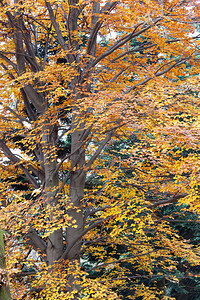 秋季大灰树图片