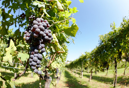 红葡萄Nebbiolo葡萄品种的近视图片