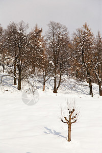 一棵孤立的树在雪地清空冬季图片