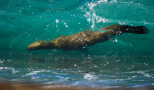 宝海狮和母亲在加拉帕戈斯群岛游泳图片