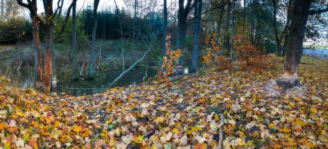 海狸侵蚀着树的景观秋天森林海狸大坝附图片