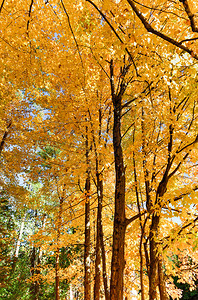 AdirondacksPeakFallFoliage与纽约古迹瀑布并列背景图片