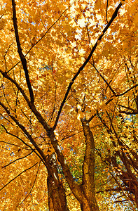 AdirondacksPeakFallFoliage与纽约古迹瀑布并列图片