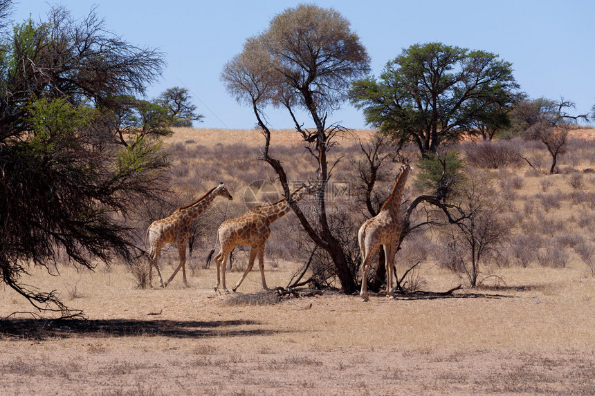 非洲灌木中的Giraffa图片