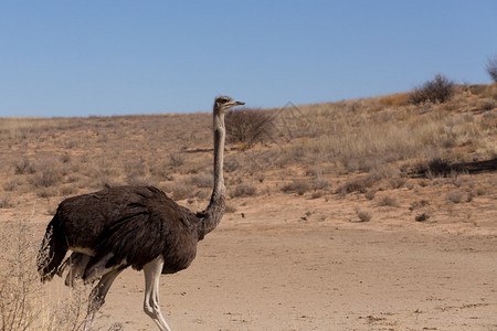 南非Kgalagadi的Ostrich图片