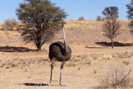 南非Kgalagadi的Ostrich图片