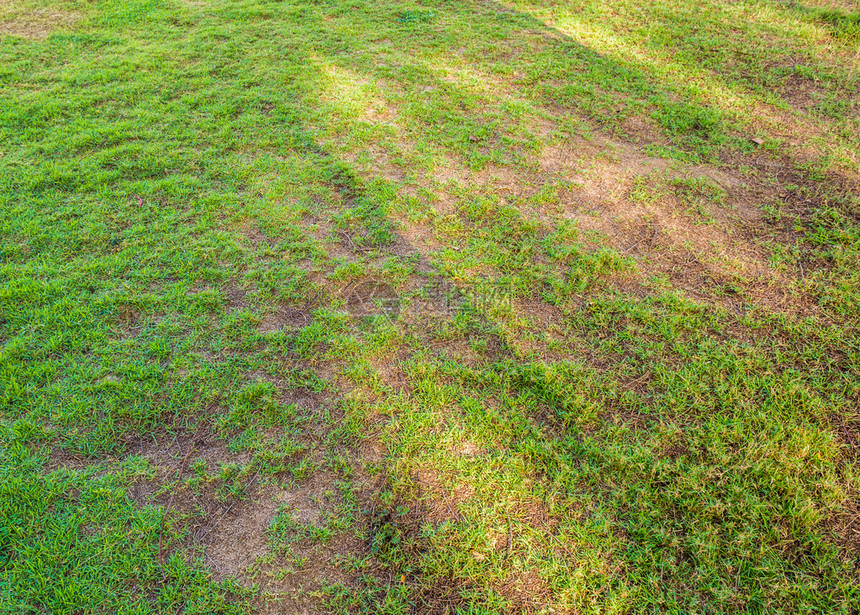 清晨绿草场的图像用于背景用途图片