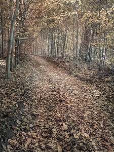 森林里的小路被秋天的枯叶覆盖图片