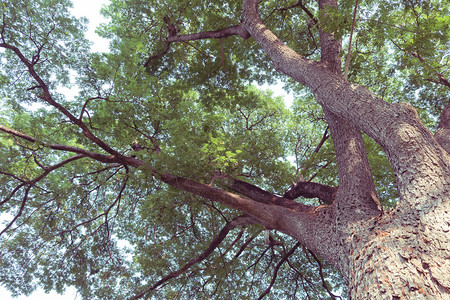 大树上绿叶的树枝自图片