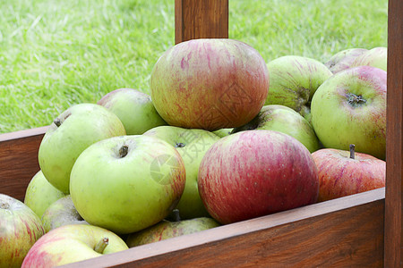 苹果收成来自有机果园的秋季图片