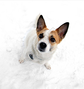 在雪地里关闭狗的肖像图片