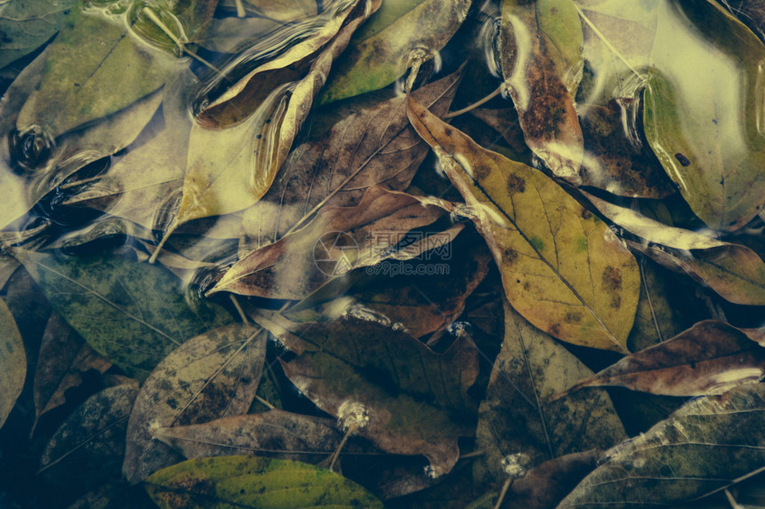 黄色枫叶在水面上游泳秋叶在水中图片