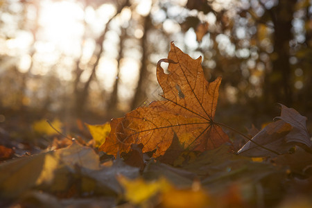 黄色秋天的树叶子基辅乌克兰图片