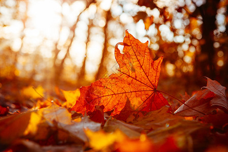 在日落基辅秋天的树叶闪发光图片