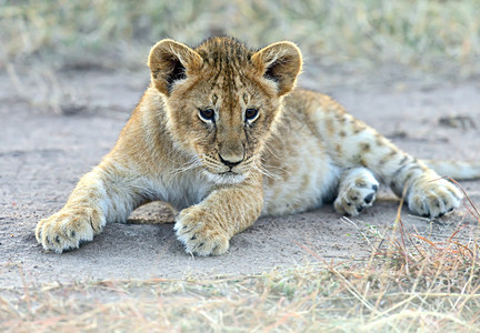 MasaiMara公园狮图片