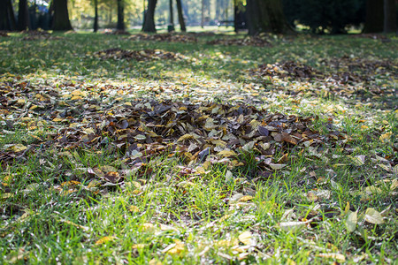 秋叶在公园的地上充图片