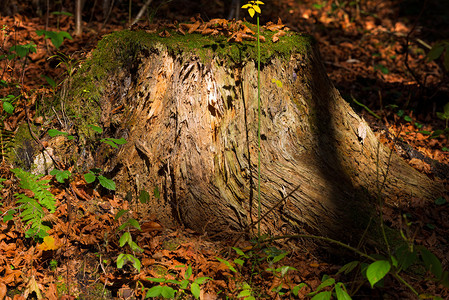 一棵古树桩的细图绿苔和棕色秋叶图片