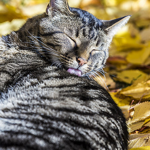 可爱的小猫喜欢秋天的温暖阳光图片