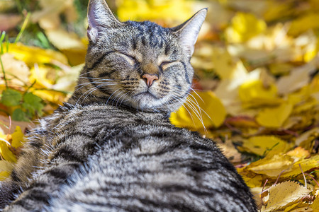 可爱的小猫喜欢秋天的温暖阳光图片